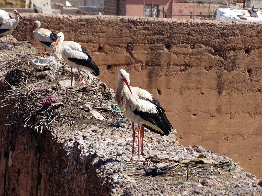 Storks at the Palais El Badi, Marrakech